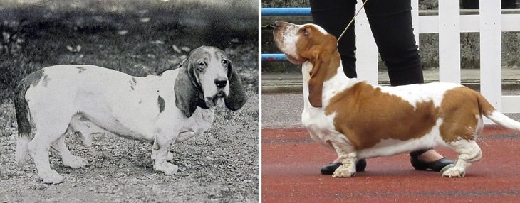 Dogs - Changed - Past Century