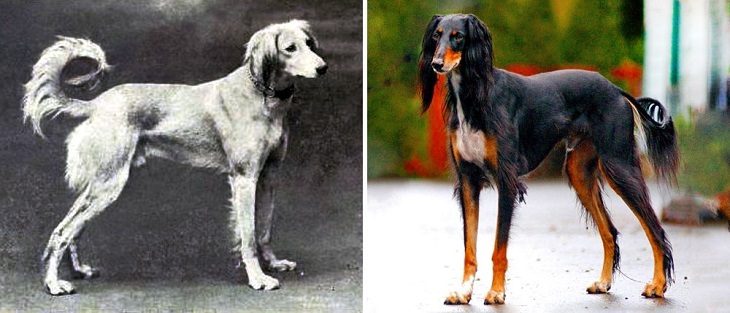 Dogs - Changed - Past Century