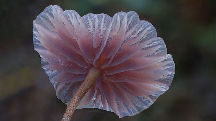 Mushrooms - Colorful - Wonderful - Photography