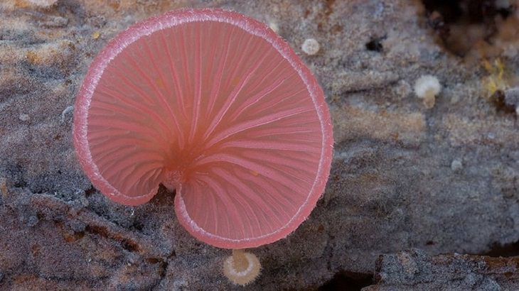 Mushrooms - Colorful - Wonderful - Photography