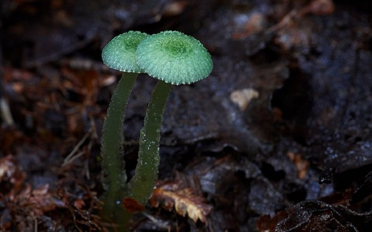 Mushrooms - Colorful - Wonderful - Photography