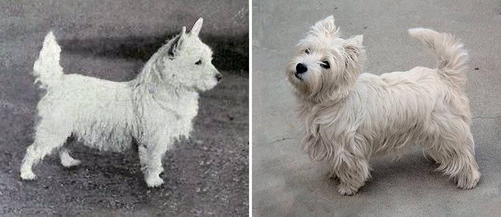 Dogs - Changed - Past Century