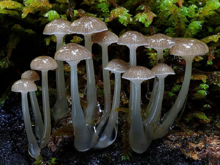 Mushrooms - Colorful - Wonderful - Photography