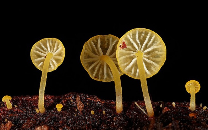 Mushrooms - Colorful - Wonderful - Photography