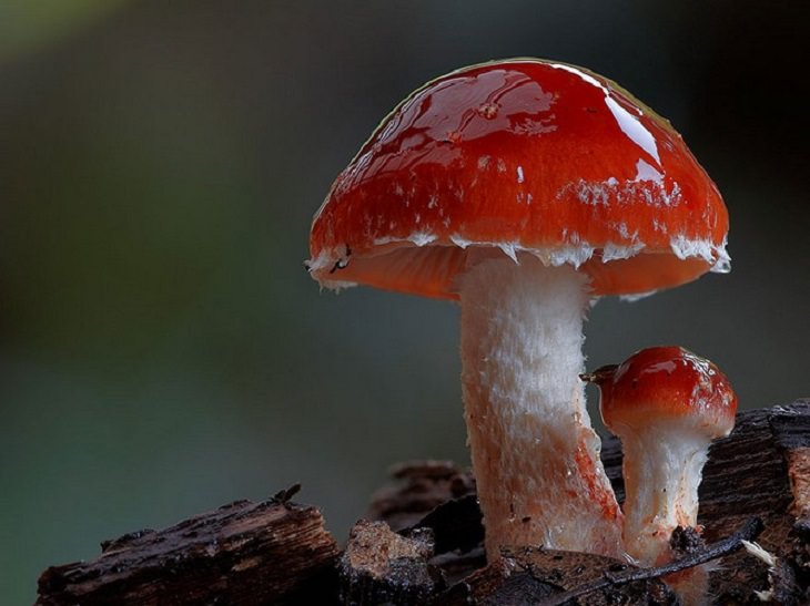 The Magical and Wonderful World of Mushrooms.