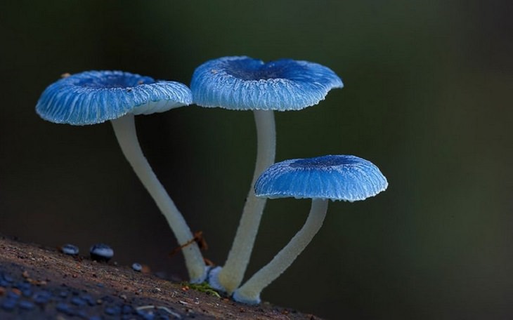 Mushrooms - Colorful - Wonderful - Photography