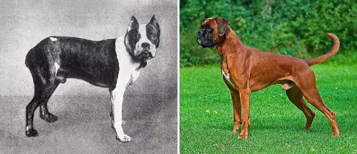 Dogs - Changed - Past Century