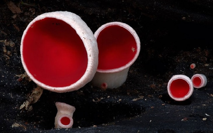 Mushrooms - Colorful - Wonderful - Photography