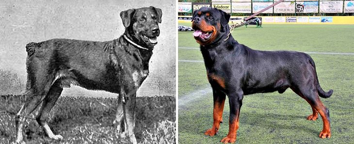 Dogs - Changed - Past Century