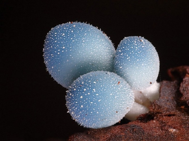 Mushrooms - Colorful - Wonderful - Photography