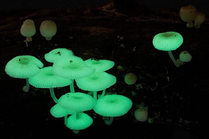 Mushrooms - Colorful - Wonderful - Photography