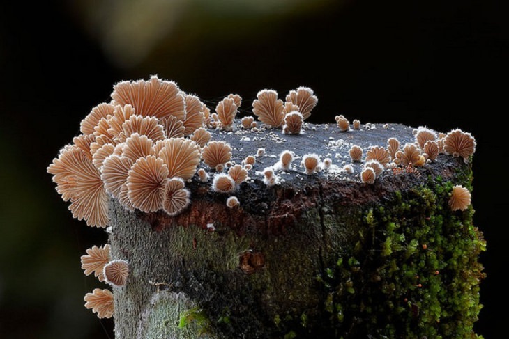 Mushrooms - Colorful - Wonderful - Photography