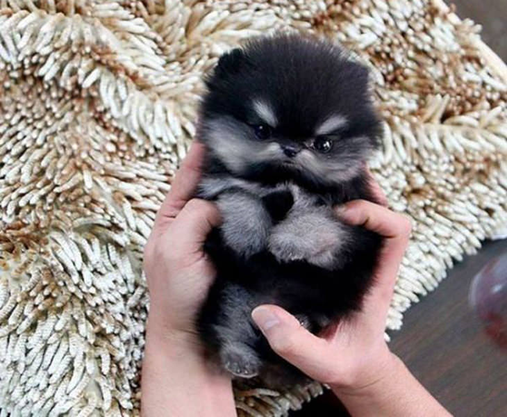 23 Of The Cutest Puppy Pics Ever