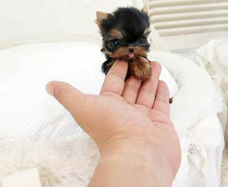 23 Of The Cutest Puppy Pics Ever