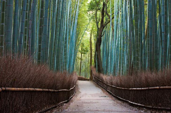 Trees - Beauty - Nature