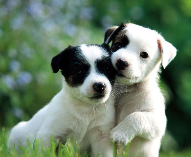 cute-dogs