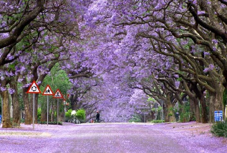 Trees - Beauty - Nature