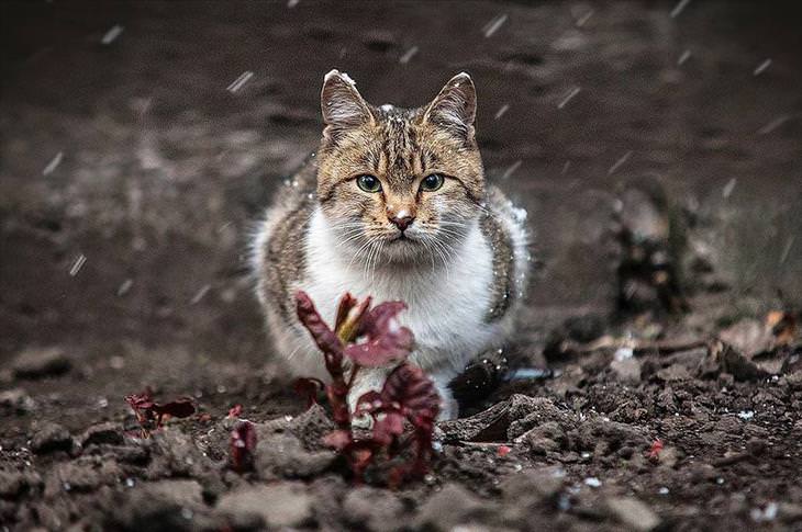 fotografia animal, Sergey Polyushko