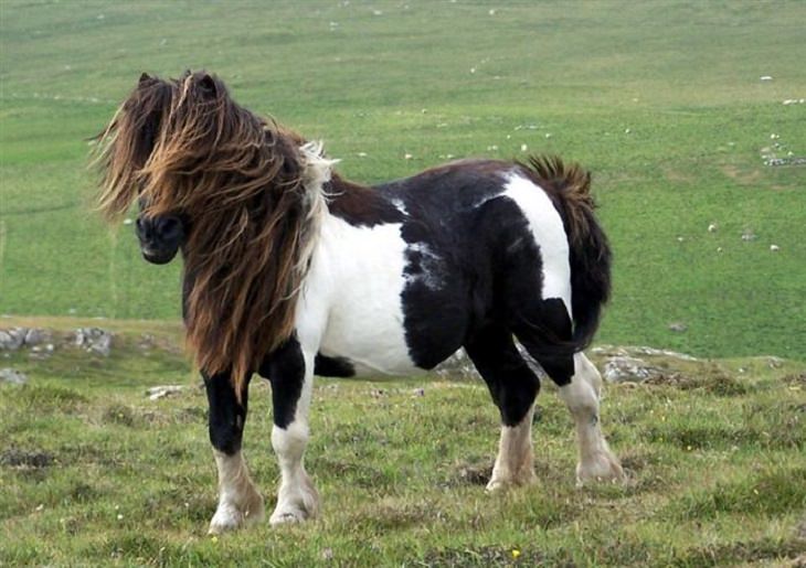 Horses - Flowing Hair - Beautiful