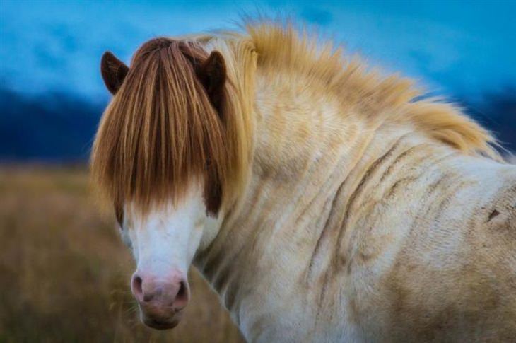 Horses - Flowing Hair - Beautiful