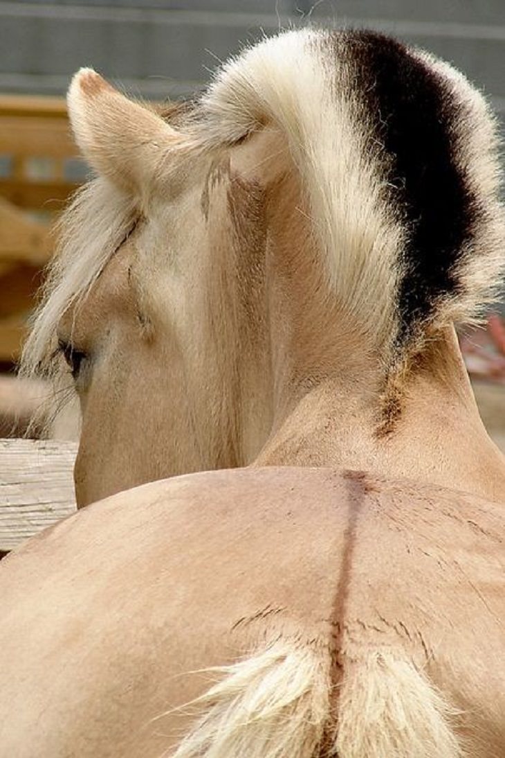 Horses - Flowing Hair - Beautiful