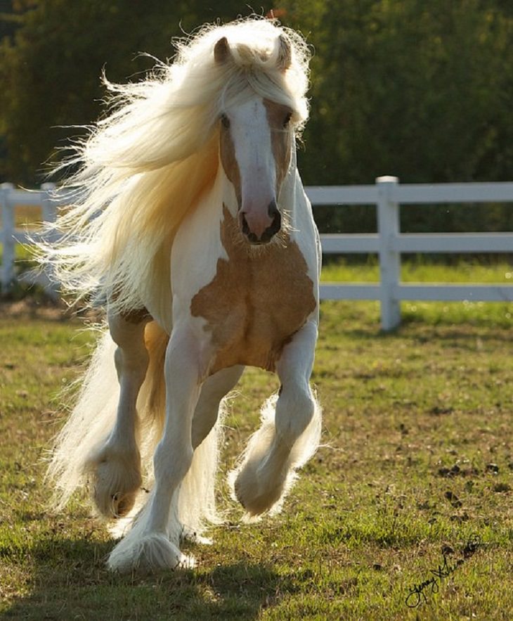 Beautiful Horses With Beautiful Hair