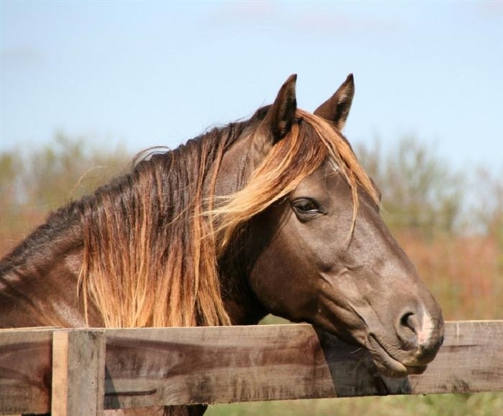 8 Horses With Beautiful Hair - Country Living