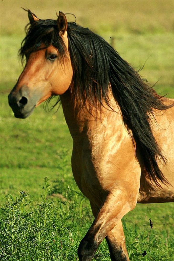 Horses - Flowing Hair - Beautiful