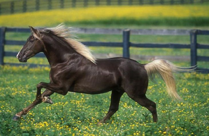 Horses - Flowing Hair - Beautiful