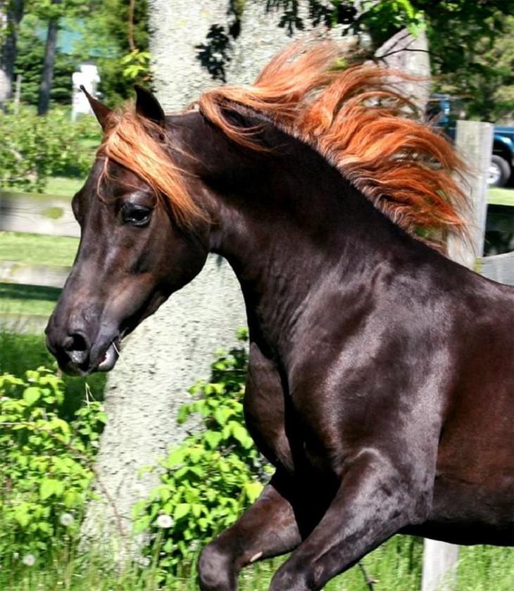 Horses - Flowing Hair - Beautiful