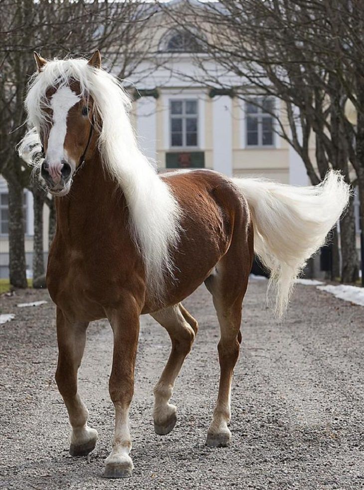 Horses - Flowing Hair - Beautiful