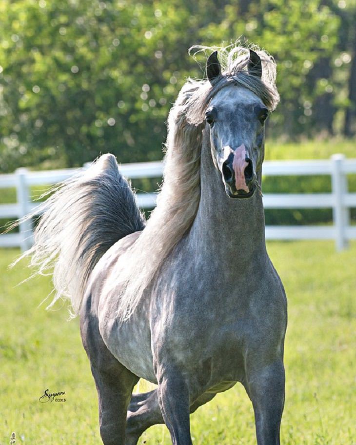 8 Horses With Beautiful Hair - Country Living