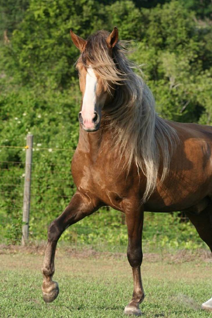 These Horses Have Really Amazing Haircuts