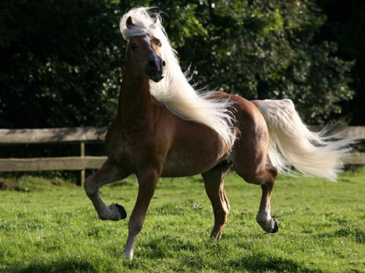 Horses - Flowing Hair - Beautiful