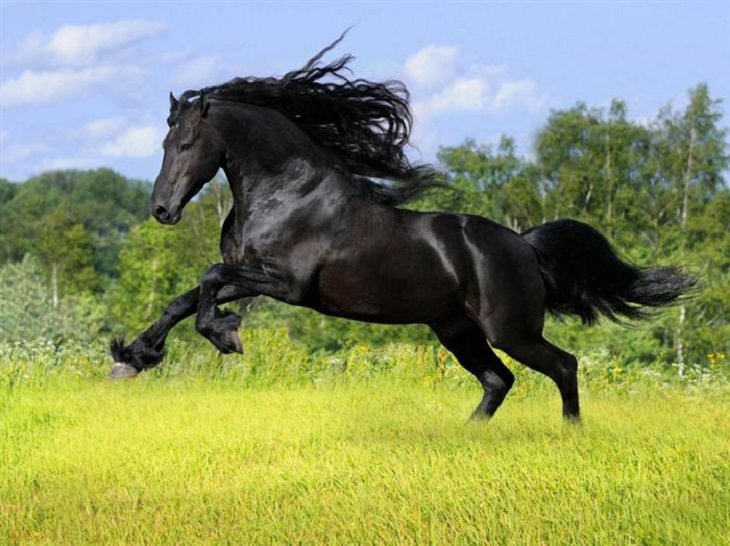 These Gorgeous Horse Breeds All Have Amazing Hair