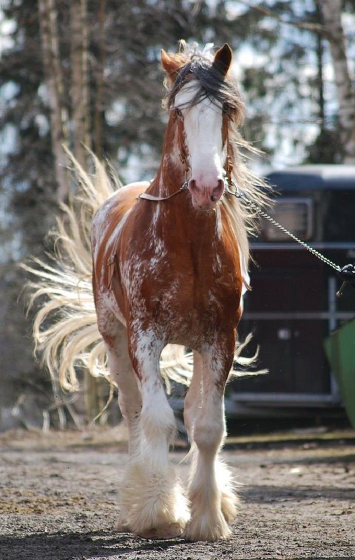 8 Horses With Beautiful Hair - Country Living