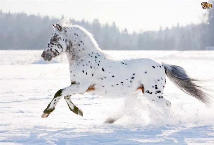 8 Horses With Beautiful Hair - Country Living