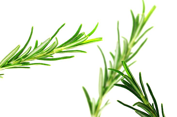 Can Sniffing Rosemary Improve Your Memory?