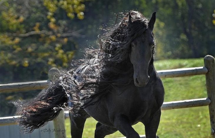 Such a beauty. Sometimes I envy horses hair.