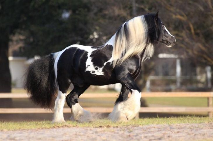 8 Horses With Beautiful Hair - Country Living