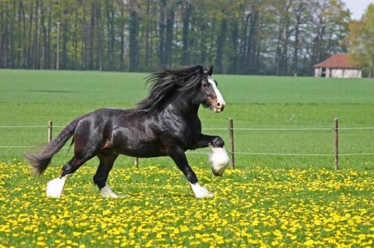 Horses - Flowing Hair - Beautiful