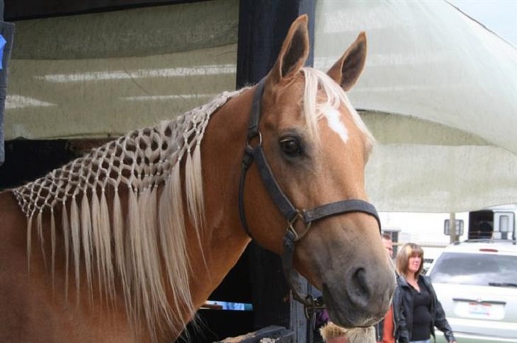 8 Horses With Beautiful Hair - Country Living