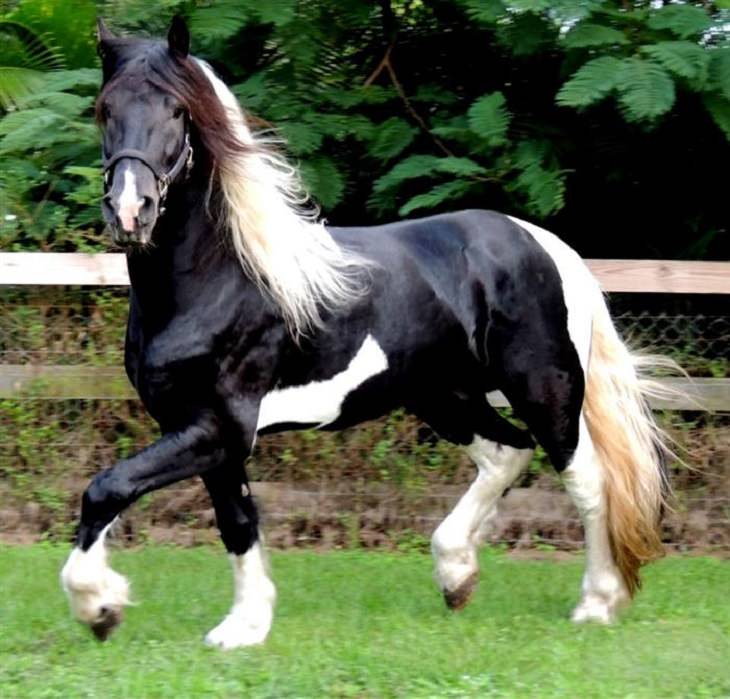 8 Horses With Beautiful Hair - Country Living