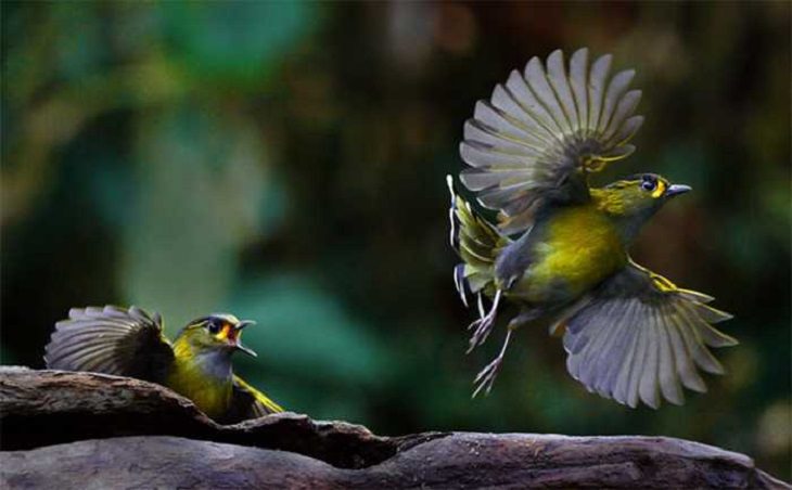 Wildlife - Birds - Taiwan - Art - Photography 