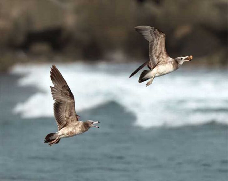 Wildlife - Birds - Taiwan - Art - Photography 