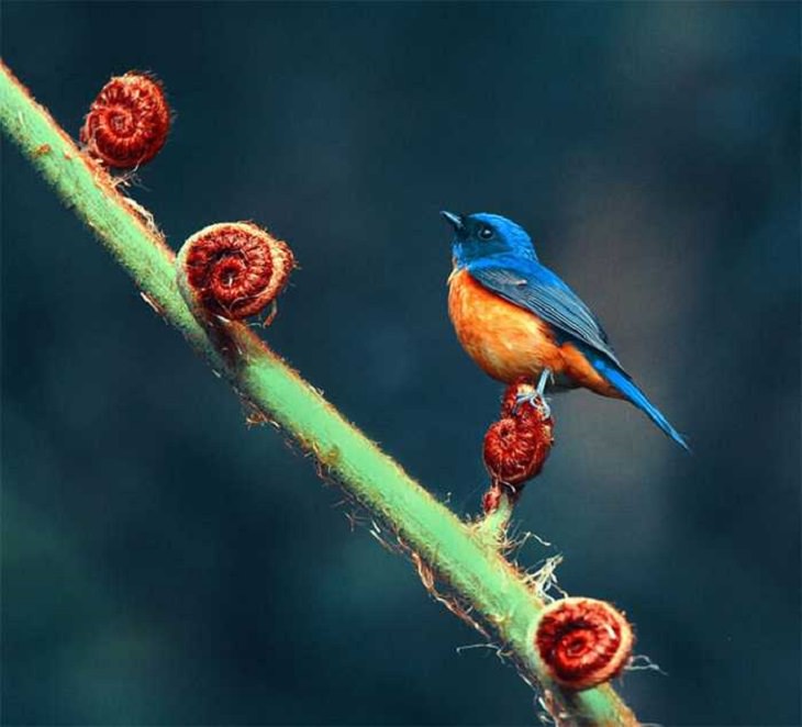 Wildlife - Birds - Taiwan - Art - Photography 