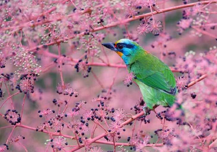 Wildlife - Birds - Taiwan - Art - Photography 