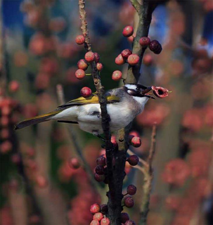 Wildlife - Birds - Taiwan - Art - Photography 