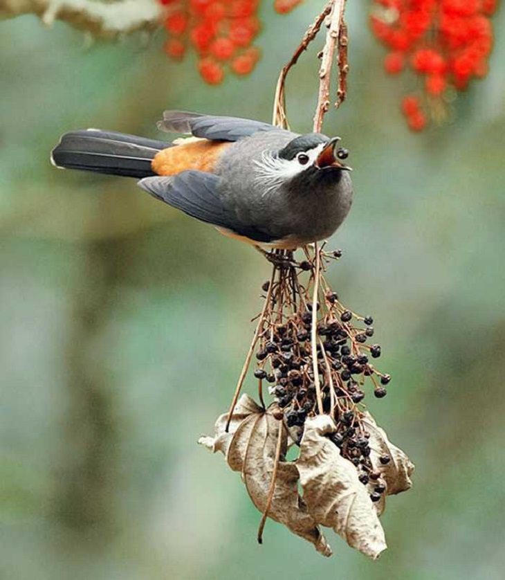 Wildlife - Birds - Taiwan - Art - Photography 