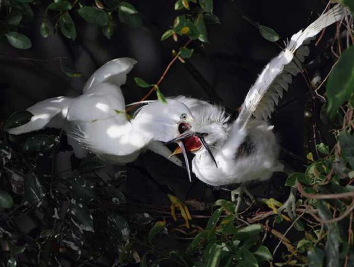 Wildlife - Birds - Taiwan - Art - Photography 